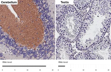 Anti-mGluR1 antibody [HL4127] used in IHC (Paraffin sections) (IHC-P). GTX642573
