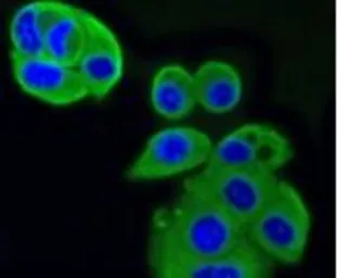 Anti-IGF2R antibody [GT1078] used in Immunocytochemistry/ Immunofluorescence (ICC/IF). GTX64270