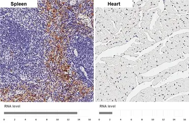 Anti-F4/80 antibody [HL4142] used in IHC (Paraffin sections) (IHC-P). GTX642947