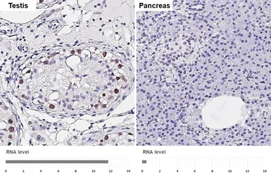 Anti-NEIL2 antibody [HL4144] used in IHC (Paraffin sections) (IHC-P). GTX642949