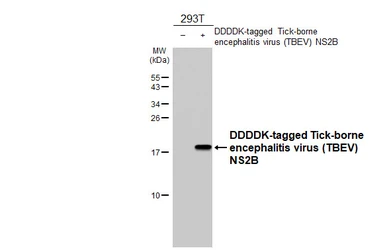 Anti-Tick-borne encephalitis virus (TBEV) NS2B antibody [HL4149] used in Western Blot (WB). GTX642954