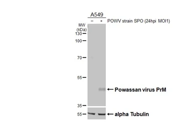 Anti-Powassan virus prM protein antibody [HL4163] used in Western Blot (WB). GTX642968