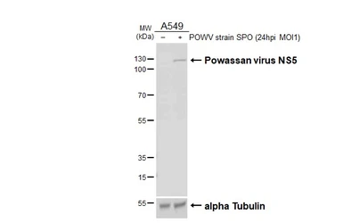 Anti-Powassan virus NS5 antibody [HL4165] used in Western Blot (WB). GTX642970