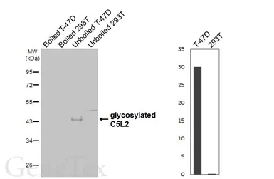 Anti-C5L2 antibody [HL4182] used in Western Blot (WB). GTX642996