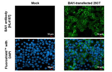Anti-BAI1 antibody [HL4187] used in Immunocytochemistry/ Immunofluorescence (ICC/IF). GTX643001