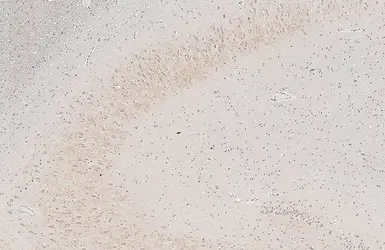 Anti-BDNF antibody [HL4205] used in IHC (Paraffin sections) (IHC-P). GTX643028