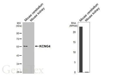 Anti-KCNG4 antibody [HL4218] used in Western Blot (WB). GTX643040