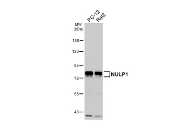 Anti-NULP1 antibody [HL4226] used in Western Blot (WB). GTX643059