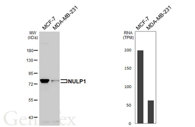 Anti-NULP1 antibody [HL4226] used in Western Blot (WB). GTX643059