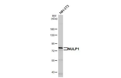 Anti-NULP1 antibody [HL4226] used in Western Blot (WB). GTX643059