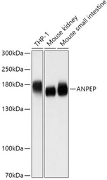 Anti-CD13 antibody used in Western Blot (WB). GTX64331