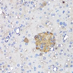 Anti-Insulin antibody used in IHC (Paraffin sections) (IHC-P). GTX64334