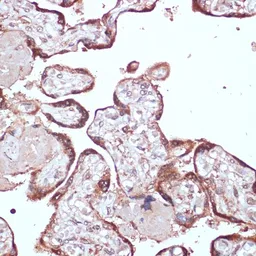 Anti-YAP1 antibody used in IHC (Paraffin sections) (IHC-P). GTX64336