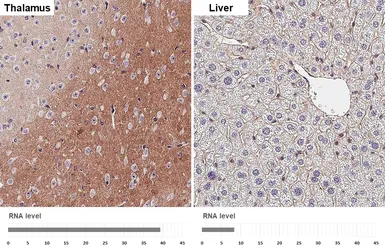 Anti-Flotillin 1 antibody [HL4250] used in IHC (Paraffin sections) (IHC-P). GTX643486