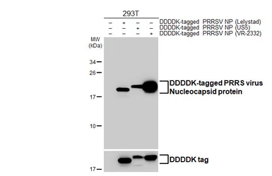 Anti-PRRS virus Nucleocapsid protein antibody [HL4256] used in Western Blot (WB). GTX643492