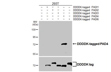 Anti-PAD4 antibody [HL4308] used in Western Blot (WB). GTX643555