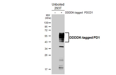 Anti-PD1 antibody [HL4386] used in Western Blot (WB). GTX643643