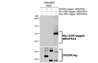 Anti-MRGPRX4 antibody [HL4421] used in Western Blot (WB). GTX643710