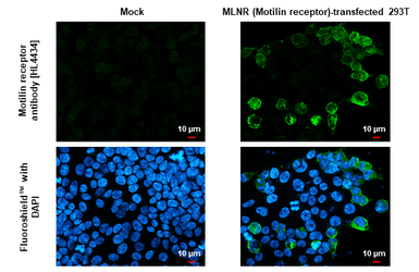 Anti-Motilin receptor antibody [HL4434] used in Immunocytochemistry/ Immunofluorescence (ICC/IF). GTX643723