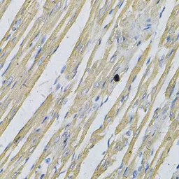 Anti-Prion Protein (PrP) antibody used in IHC (Paraffin sections) (IHC-P). GTX64378