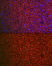 Anti-FSH Receptor antibody used in IHC (Paraffin sections) (IHC-P). GTX64391