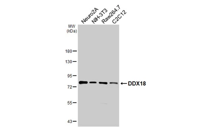Anti-DDX18 antibody [HL4449] used in Western Blot (WB). GTX644014