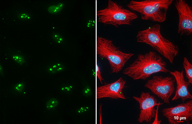 Anti-DDX18 antibody [HL4449] used in Immunocytochemistry/ Immunofluorescence (ICC/IF). GTX644014