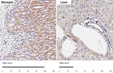 Anti-VDAC2 antibody [HL4477] used in IHC (Paraffin sections) (IHC-P). GTX644044