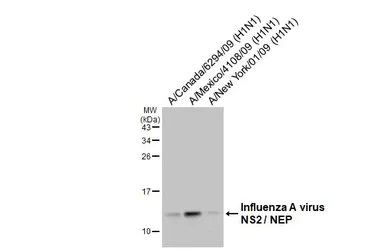 Anti-Influenza A virus NS2 / NEP antibody [HL4505] used in Western Blot (WB). GTX644075