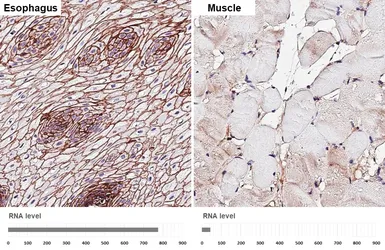Anti-CD9 antibody [HL4525] used in IHC (Paraffin sections) (IHC-P). GTX644095