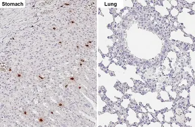 Anti-Ghrelin antibody [HL4526] used in IHC (Paraffin sections) (IHC-P). GTX644096