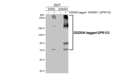 Anti-GPR133 antibody [HL4530] used in Western Blot (WB). GTX644100