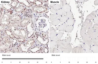 Anti-HNF1 beta antibody [HL4538] used in IHC (Paraffin sections) (IHC-P). GTX644206