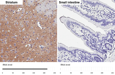 Anti-VGluT1 antibody [HL4544] used in IHC (Paraffin sections) (IHC-P). GTX644212
