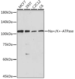 Anti-Sodium/Potassium ATPase alpha 1 antibody used in Western Blot (WB). GTX64425