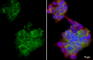 Anti-GPR50 antibody [HL4628] used in Immunocytochemistry/ Immunofluorescence (ICC/IF). GTX644492