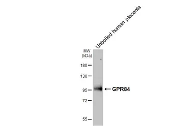Anti-GPR84 antibody [HL4667] used in Western Blot (WB). GTX644540