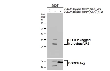 Anti-Norovirus VP2 antibody [HL4685] used in Western Blot (WB). GTX644686