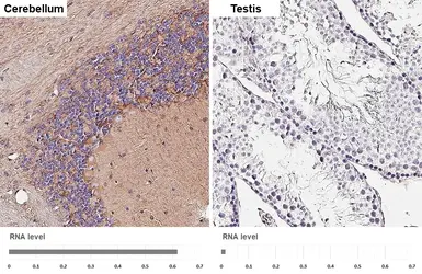 Anti-GPR83 antibody [HL4707] used in IHC (Paraffin sections) (IHC-P). GTX644708