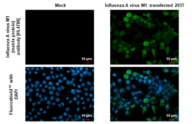 Anti-Influenza A virus M1 (matrix protein) antibody [HL4788] used in Immunocytochemistry/ Immunofluorescence (ICC/IF). GTX644800