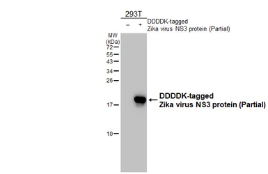 Anti-Zika virus NS3 protein antibody [GT285] used in Western Blot (WB). GTX644976