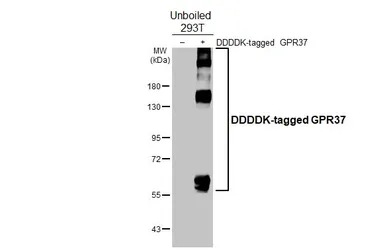 Anti-GPR37 antibody [HL4948] used in Western Blot (WB). GTX645021