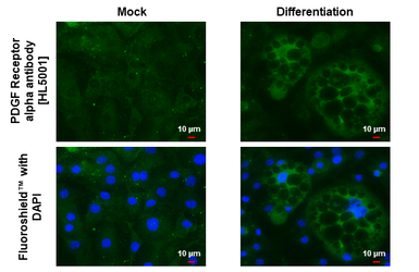 Anti-PDGF Receptor alpha antibody [HL5001] used in Immunocytochemistry/ Immunofluorescence (ICC/IF). GTX645094