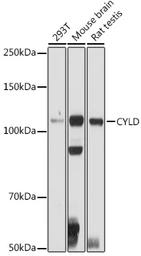 Anti-CYLD antibody used in Western Blot (WB). GTX64513
