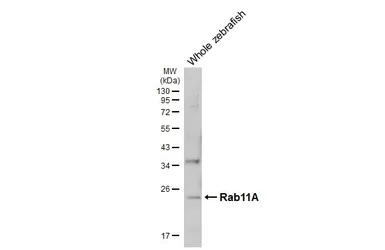 Anti-Rab11A antibody [HL5043] used in Western Blot (WB). GTX645213