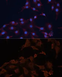 Anti-HMGCS1 antibody used in Immunocytochemistry/ Immunofluorescence (ICC/IF). GTX64522