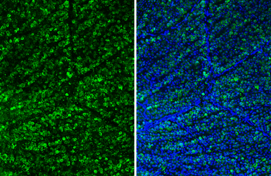 Anti-RBPMS antibody [HL3090-MS] used in IHC (Paraffin sections) (IHC-P). GTX645233