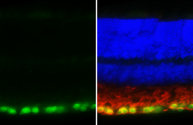 Anti-RBPMS antibody [HL3090-RT] used in IHC (Frozen sections) (IHC-Fr). GTX645235