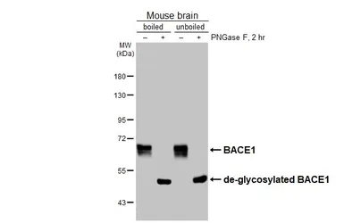 Anti-BACE1 antibody [HL5067] used in Western Blot (WB). GTX645257