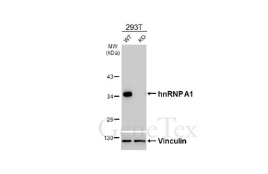 Anti-hnRNP A1 antibody [HL5088] used in Western Blot (WB). GTX645278